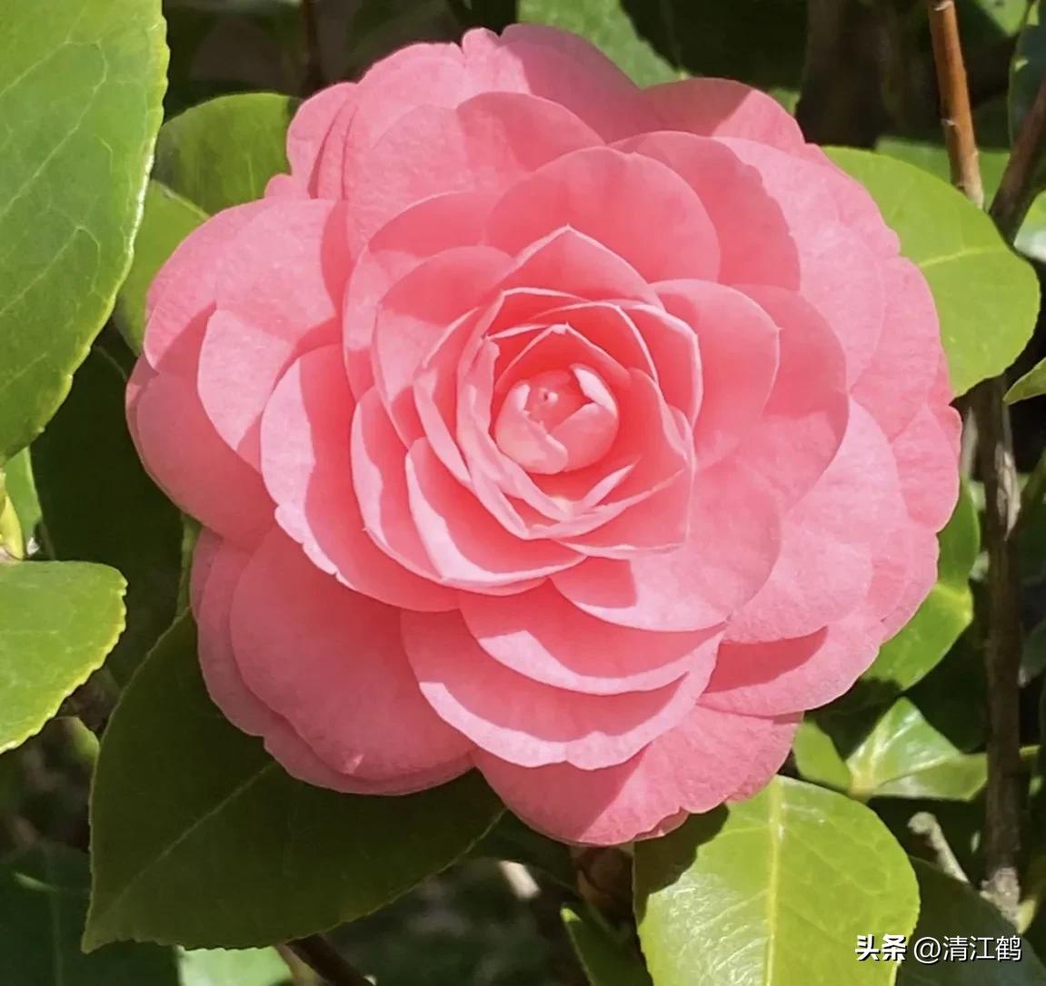 农作物最佳施肥时间和方法,作物长得不旺怎么办