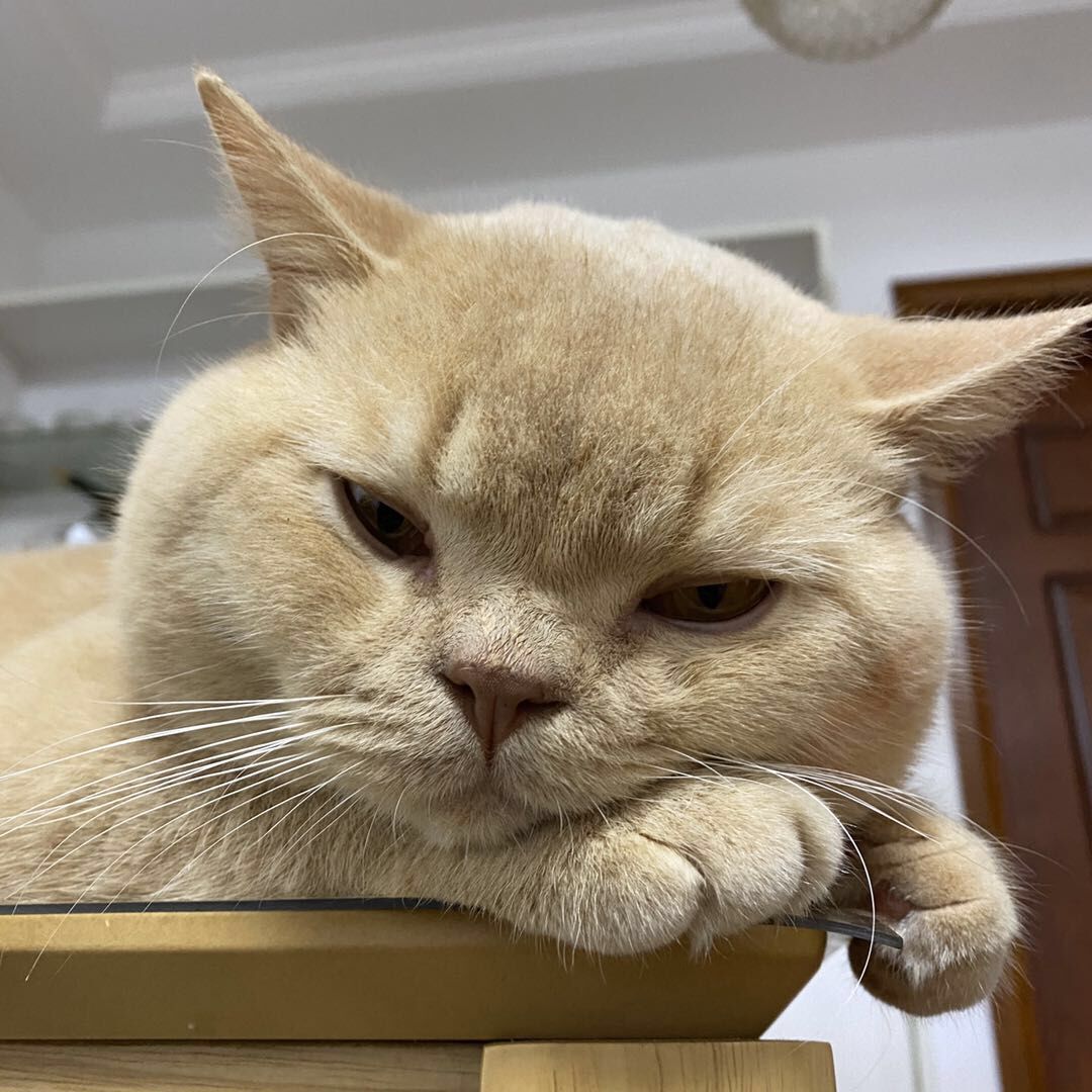 猫咪狂犬病征兆,猫咪得狂犬病的症状表现有哪些