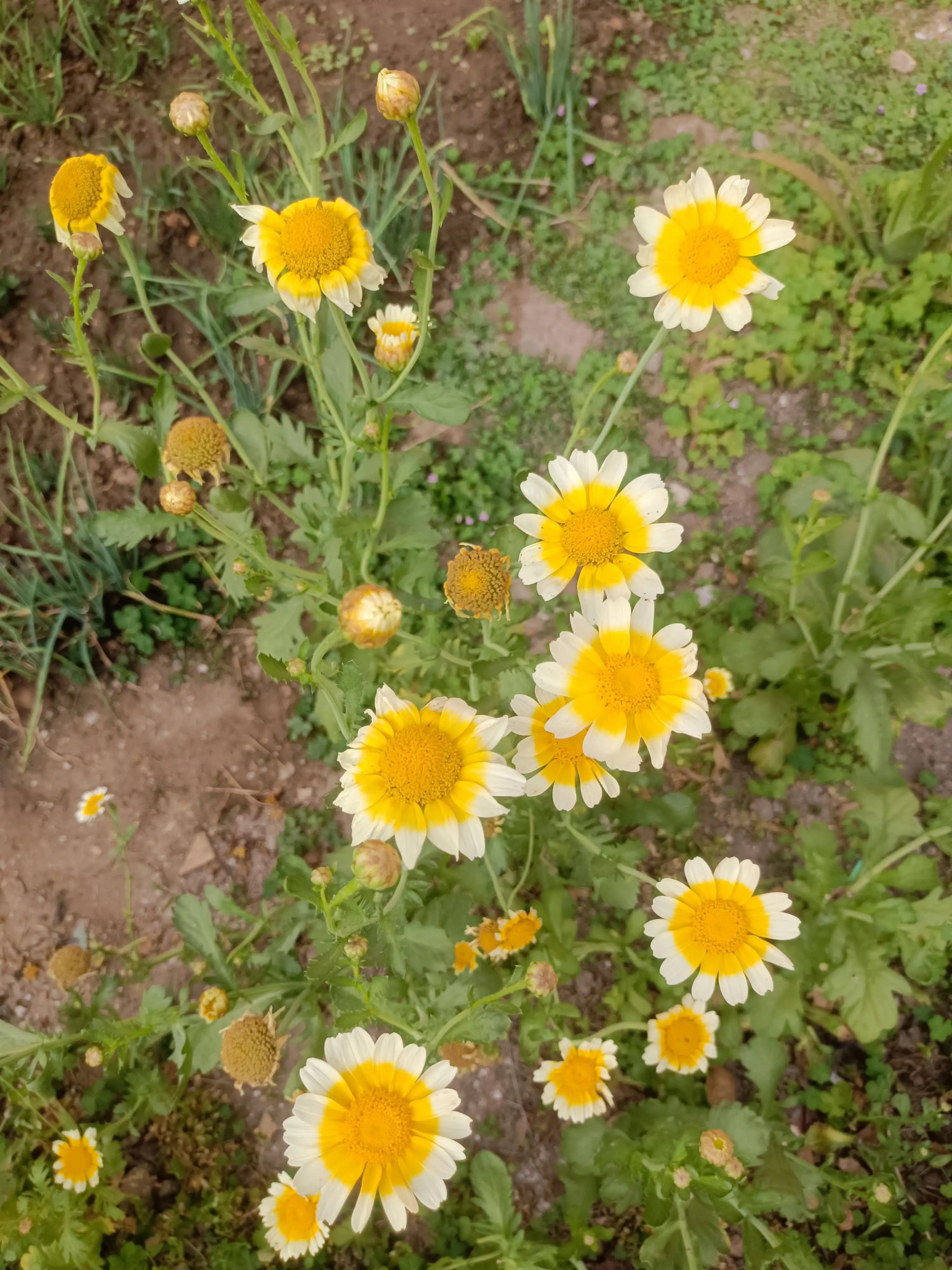 2022年，绿汀文学社《天天诗刊》第39期