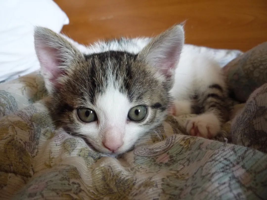 宠物驱虫99%的主人都做错了,80%养殖户的驱虫误区