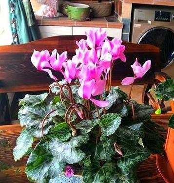 卧室植物净化空气排名,卧室净化空气最佳植物排名