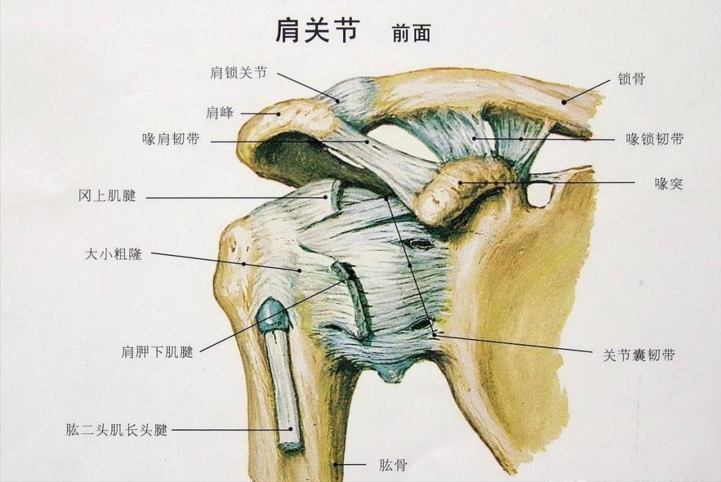 得了肩周炎吃什么药治疗效果最好,肩周炎针灸治疗最好最有效的穴位