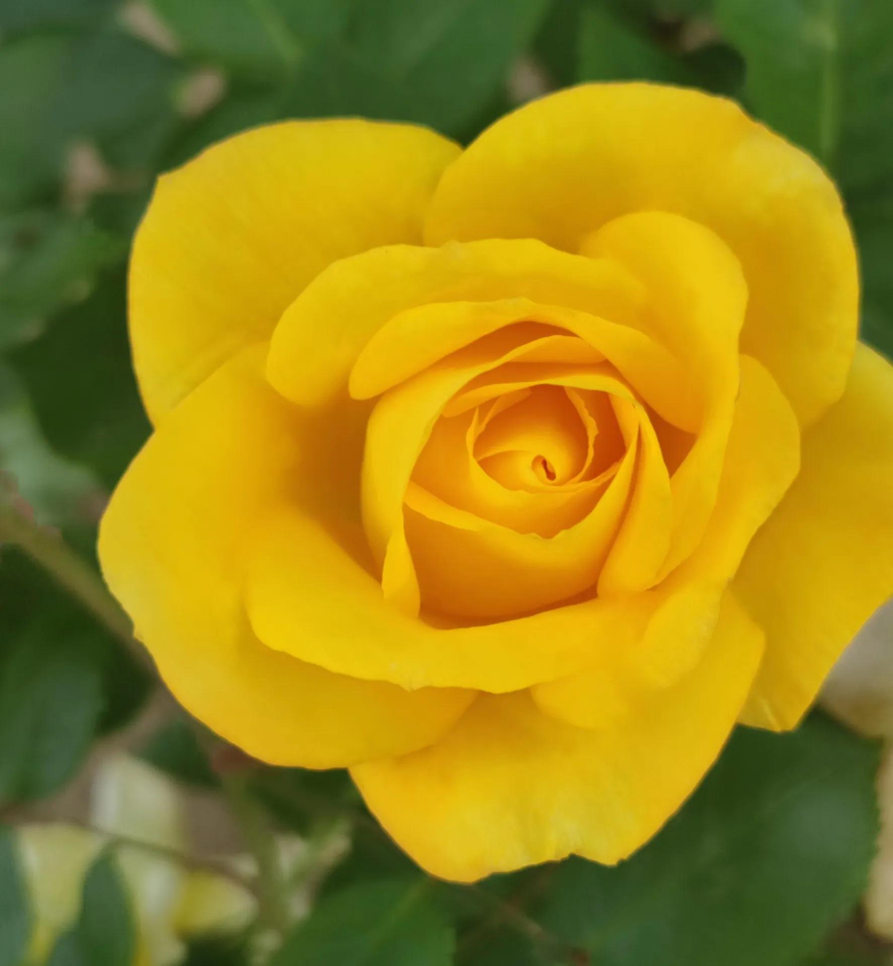 优秀作文：三个水杯，一段友谊