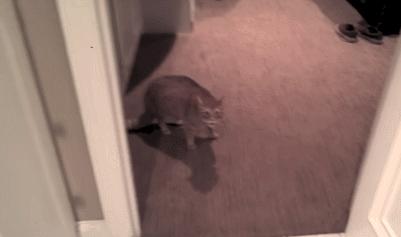 猫咪吃饭的十大怪癖 (猫咪的七大怪癖喵了个咪)