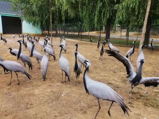 秦皇岛游记散文朗诵app,秦皇岛山海关游记