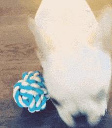 法斗狗的优点和缺点,小法斗的优点缺点