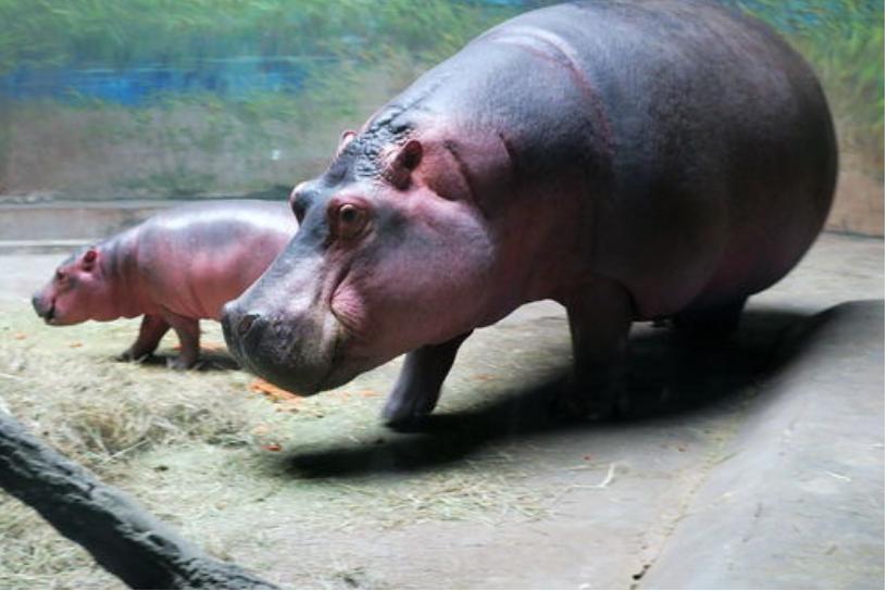 河马最怕什么凶猛的食肉动物,大型尼罗鳄与河马共存