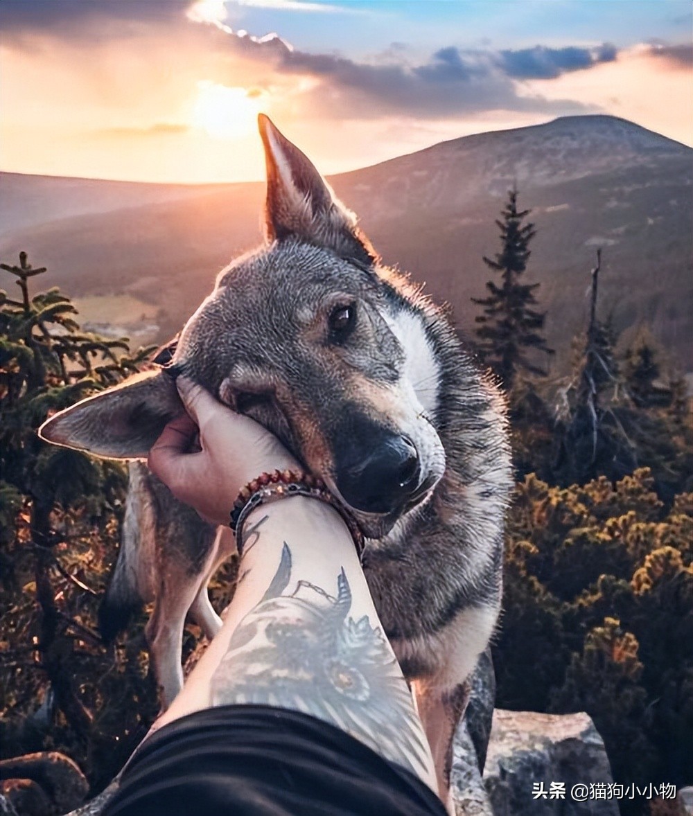 捷克狼犬pk警犬,捷克狼犬vs高加索犬谁强