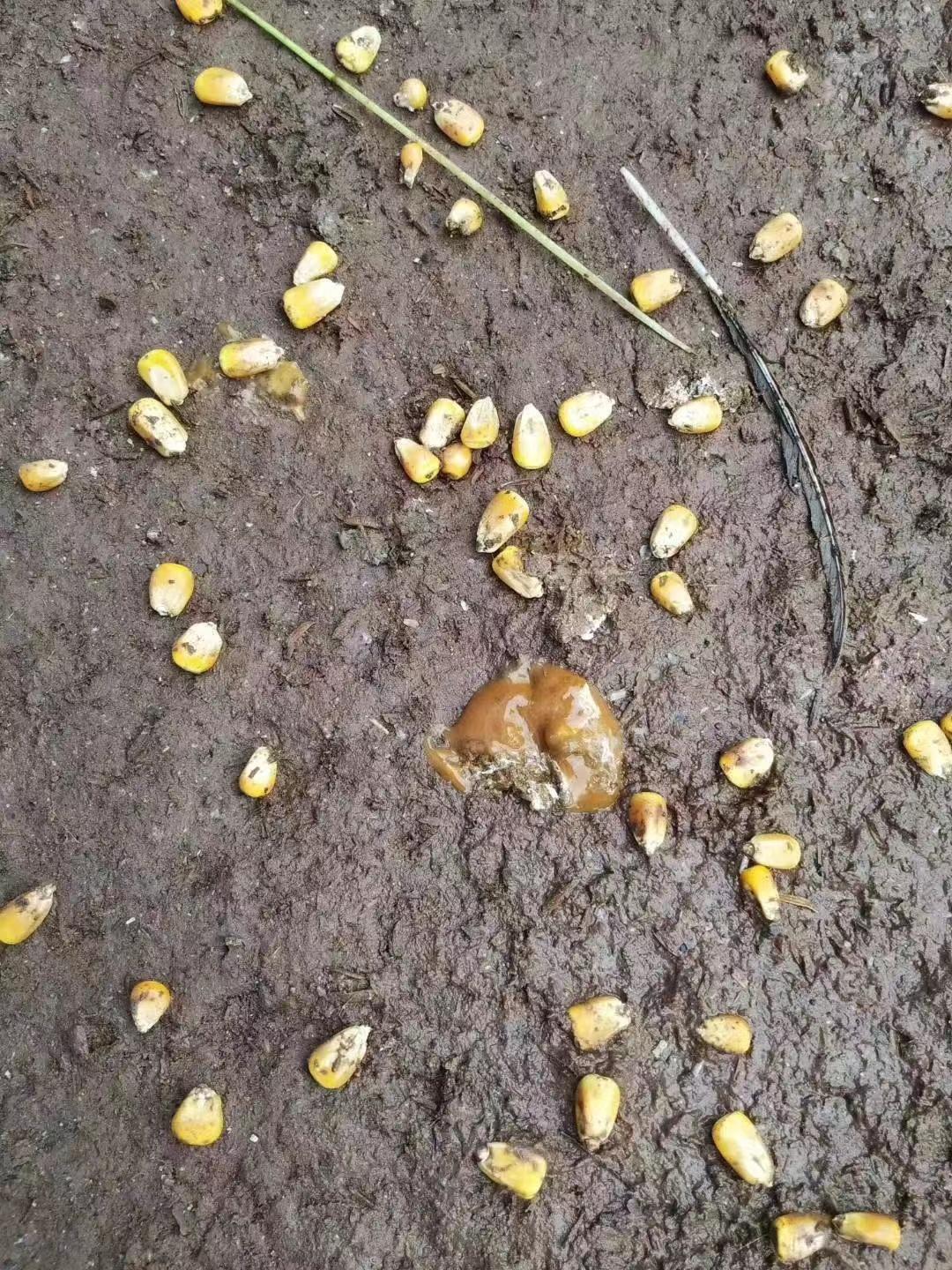 夏天养鸡常见的五类寄生虫病，你遇到过哪种？