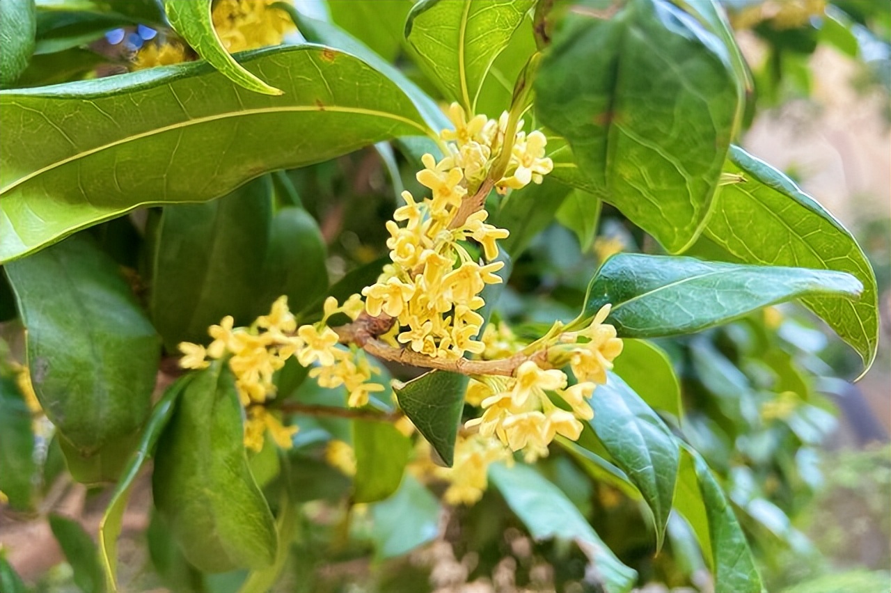 中国各地的市花一览表,中国城市的市花最多的是
