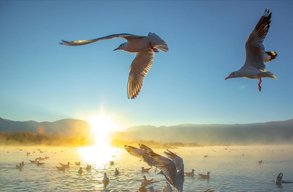 放飞梦想自由成长800字作文,放飞梦想自由翱翔的句子