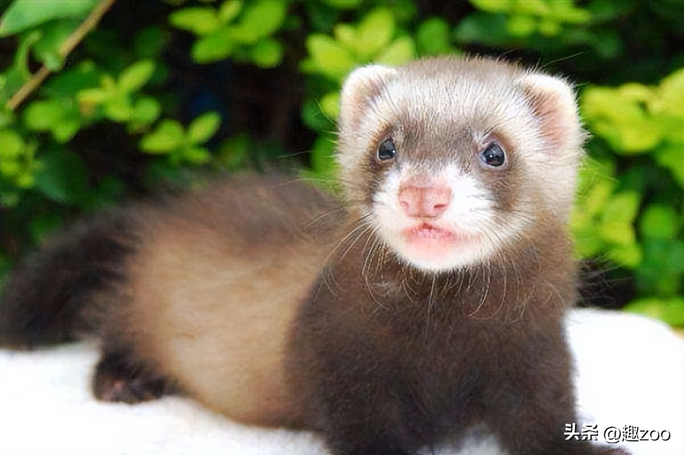 安格鲁貂多大开始养认主人,安格鲁貂多久能和主人熟悉