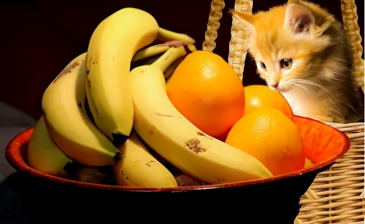 猫咪不能吃的花有哪些,猫咪不能吃的水果