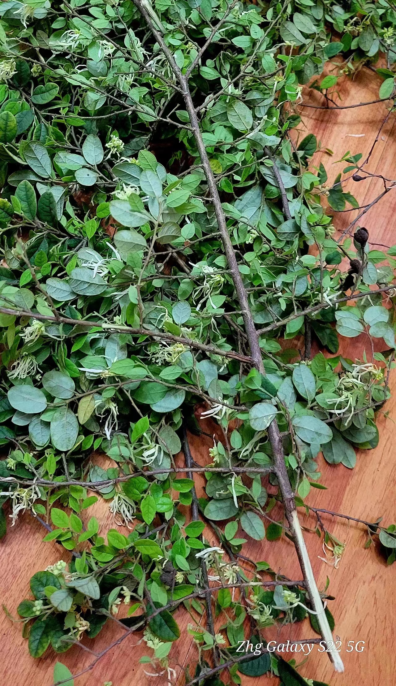 檵木的功效与作用,檵木叶药材