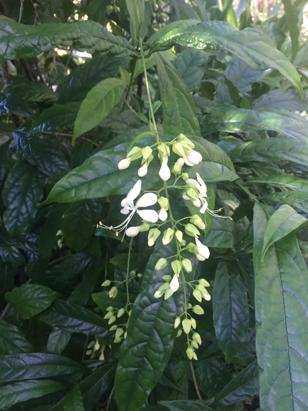 垂丝茉莉红萼与绿萼区别,垂丝茉莉和哪种花相似