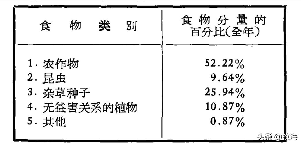 麻雀的寿命大约能活到多少,麻雀的寿命最长能活多少年