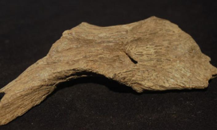 隋炀帝的国宝,隋炀帝赠日本国宝