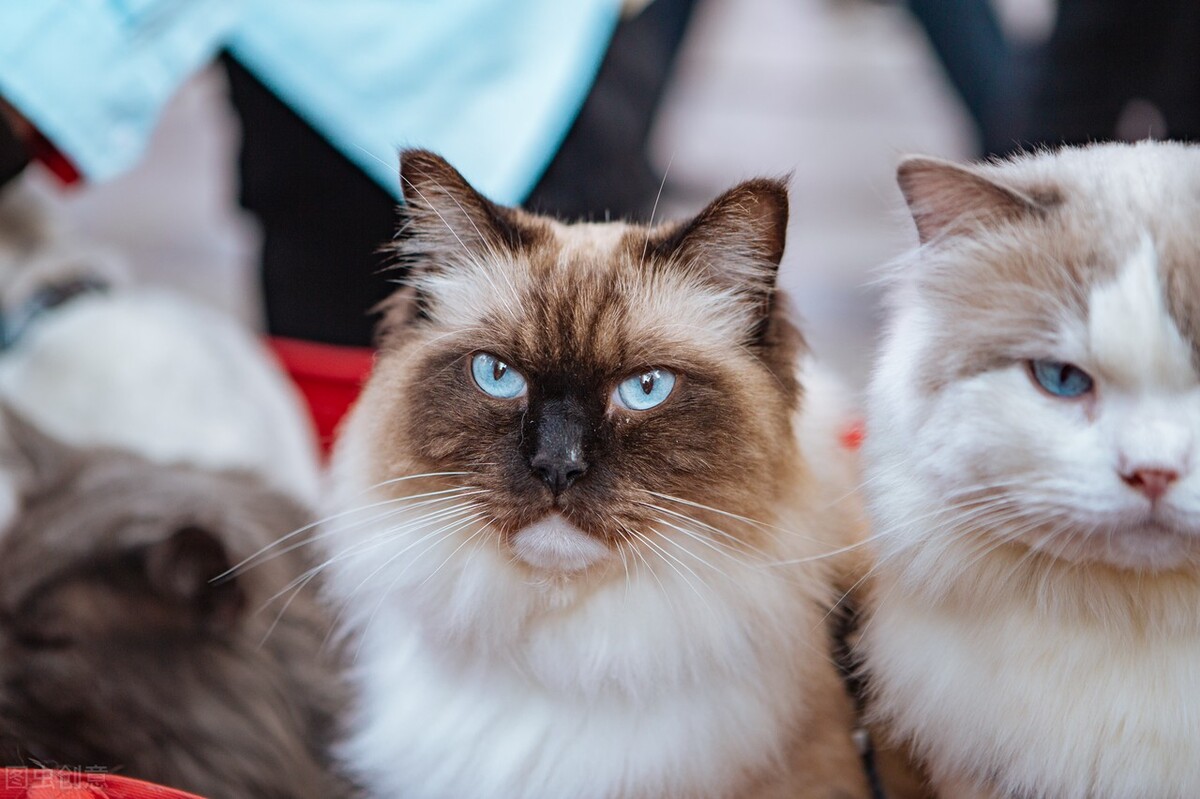 猫受伤可以自己治愈吗,猫尾受伤了能自愈吗