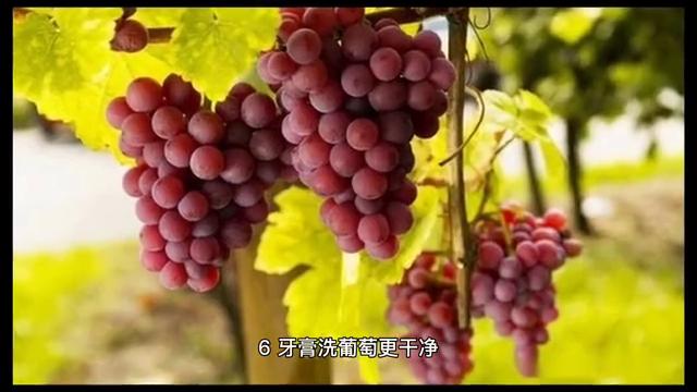 冰箱可以放什么水果和蔬菜,适合放冰箱的水果蔬菜