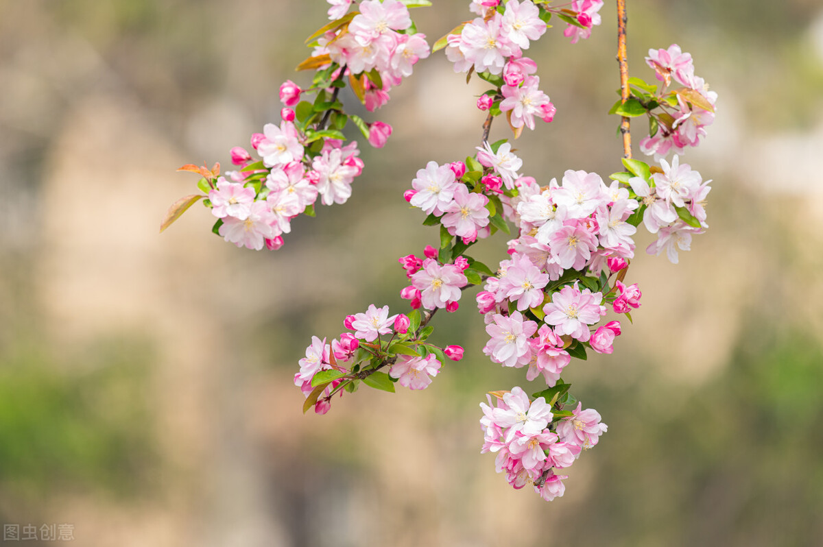 古诗词中的风与四季的关系,古诗词中的一年四季风的叫法