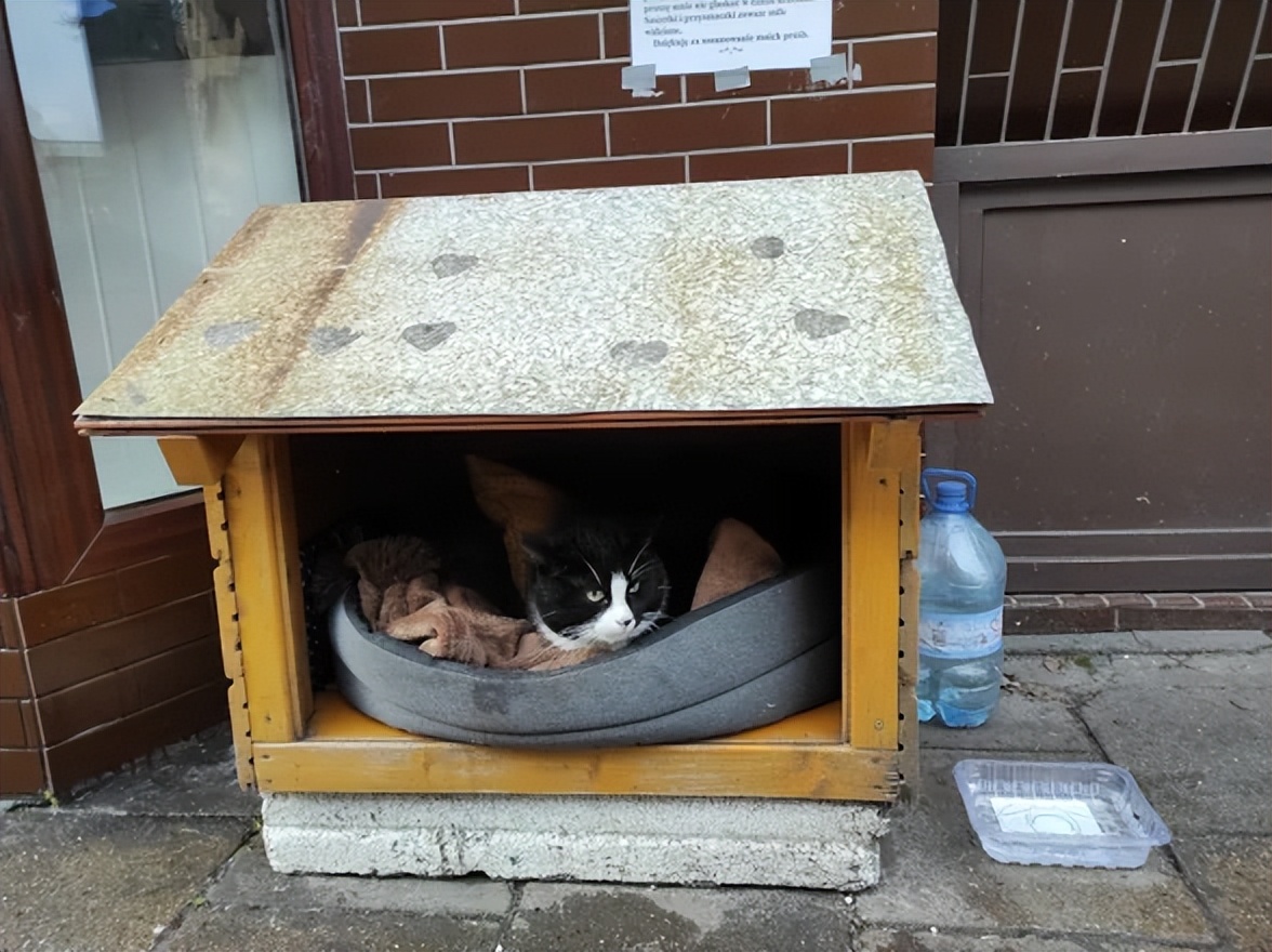 波兰一流浪猫成5星旅游景点,一只流浪的大肥猫