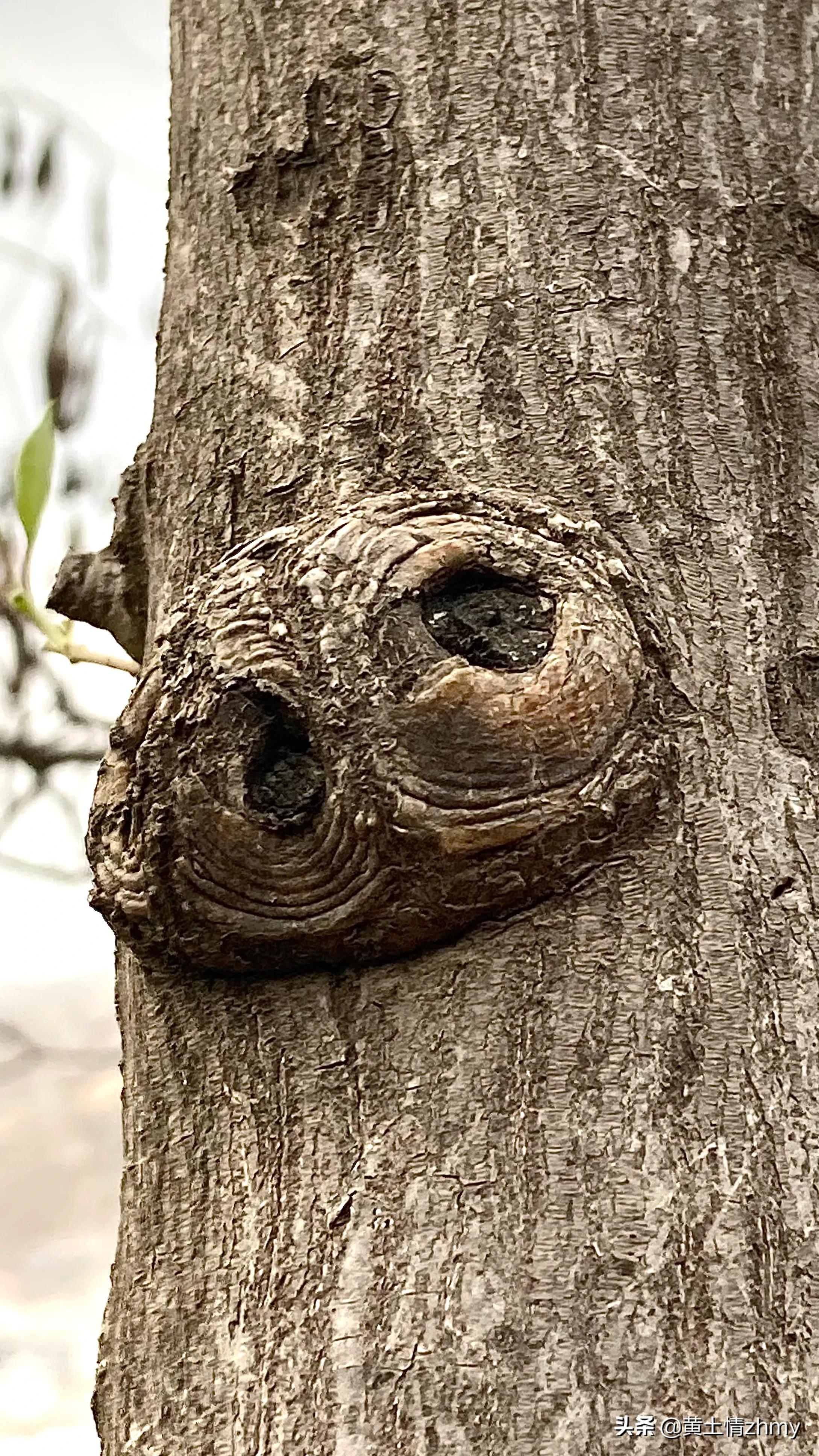 木头瘤疤,奇特的树干造型