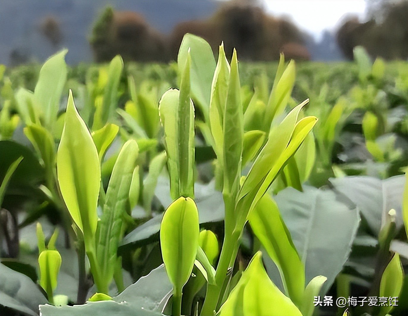 西湖龙井中国十大顶级名茶,西湖龙井中国十大名茶