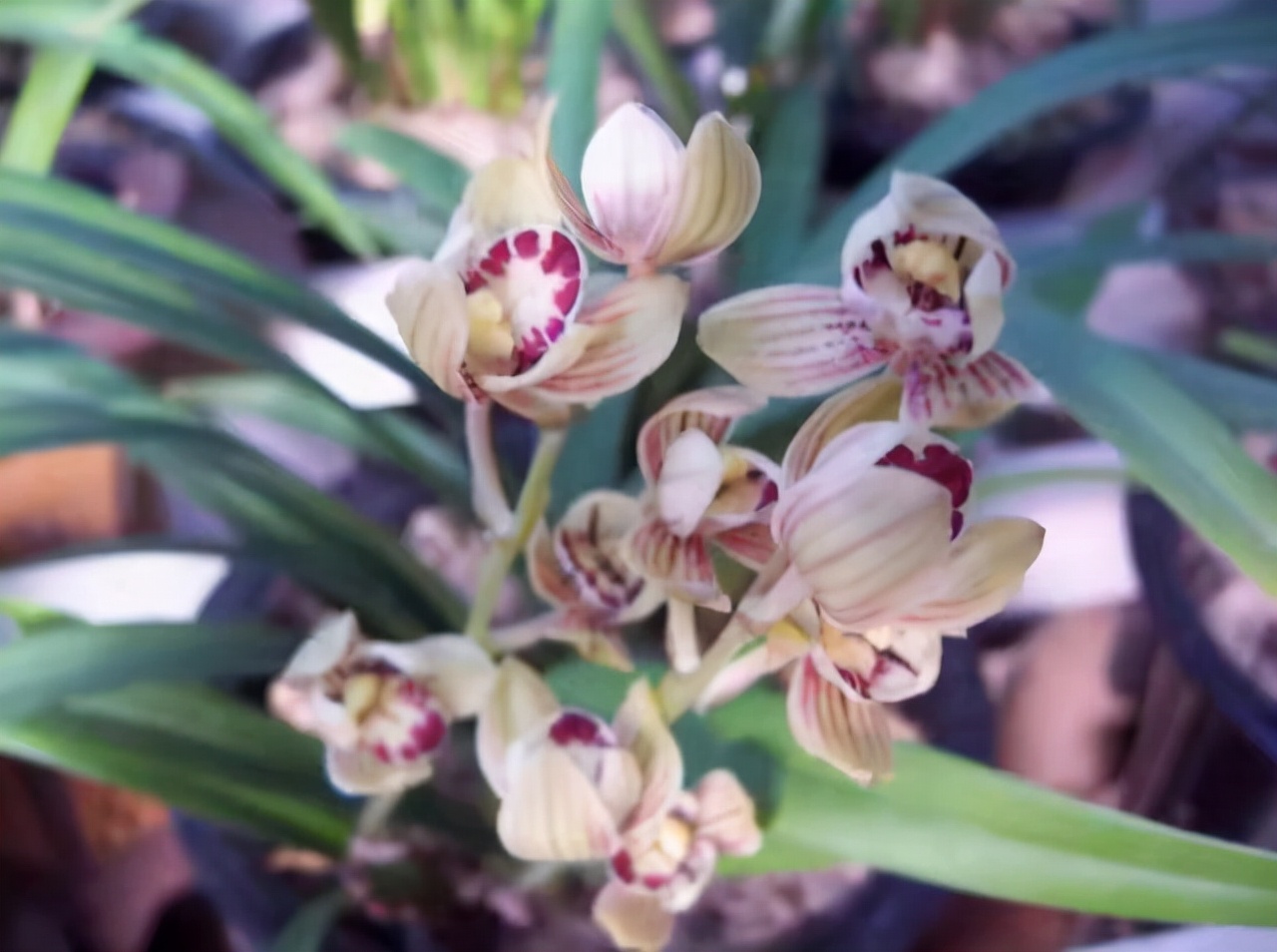 建兰君子兰品种图片大全,建兰素色兰花品种大全集