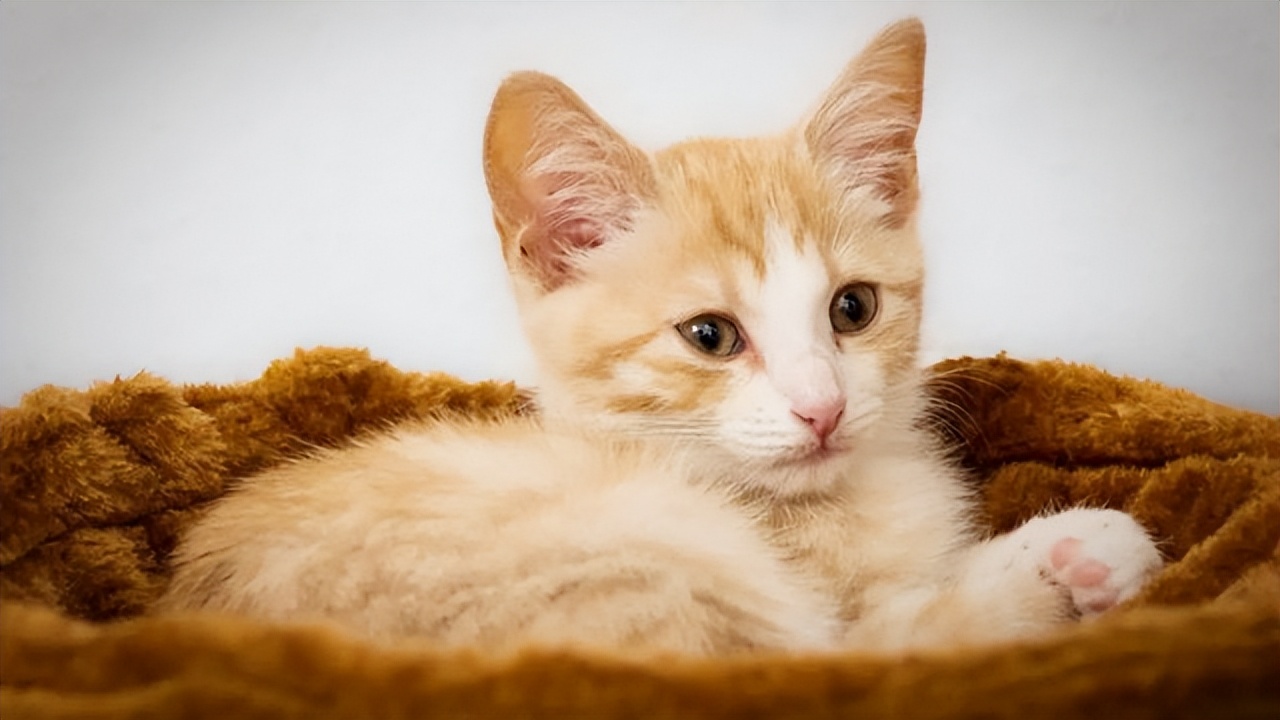 澳大利亚野兔泛滥成灾体重近百斤,澳大利亚野兔成灾野兔上百斤