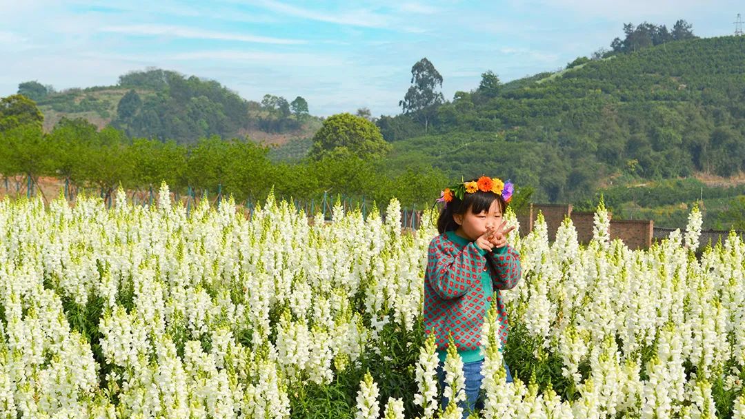 花卡特惠,新春钜惠不容错过