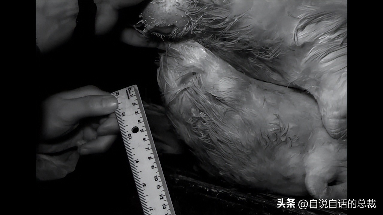 鸭：一鸭战四虎？弹射胜航母？鸭子的真相，也许超乎你的想象