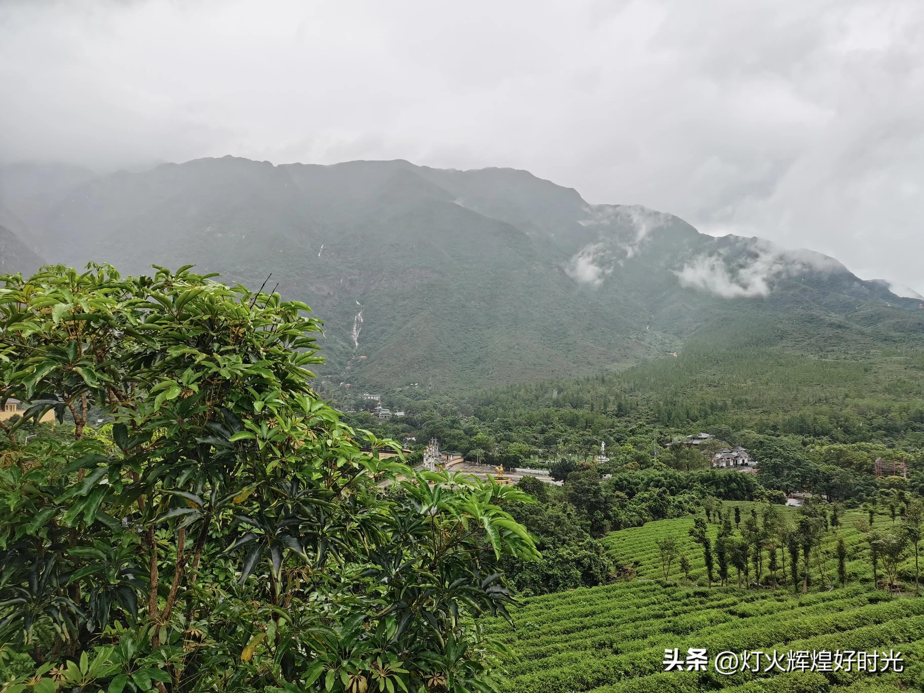 夏日掠影,雨天花开,人见人爱