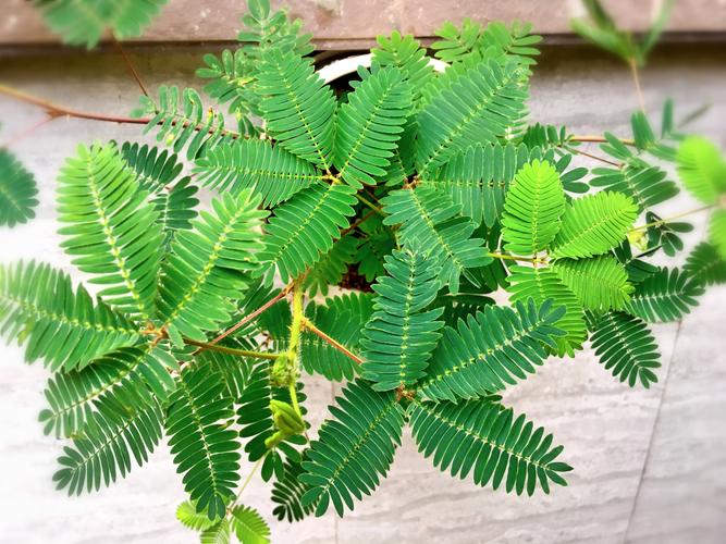 含羞草养护的基本方法,含羞草怎样养护才能开花