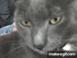 猫咪舔嘴就是嘴馋？答案可没那么简单