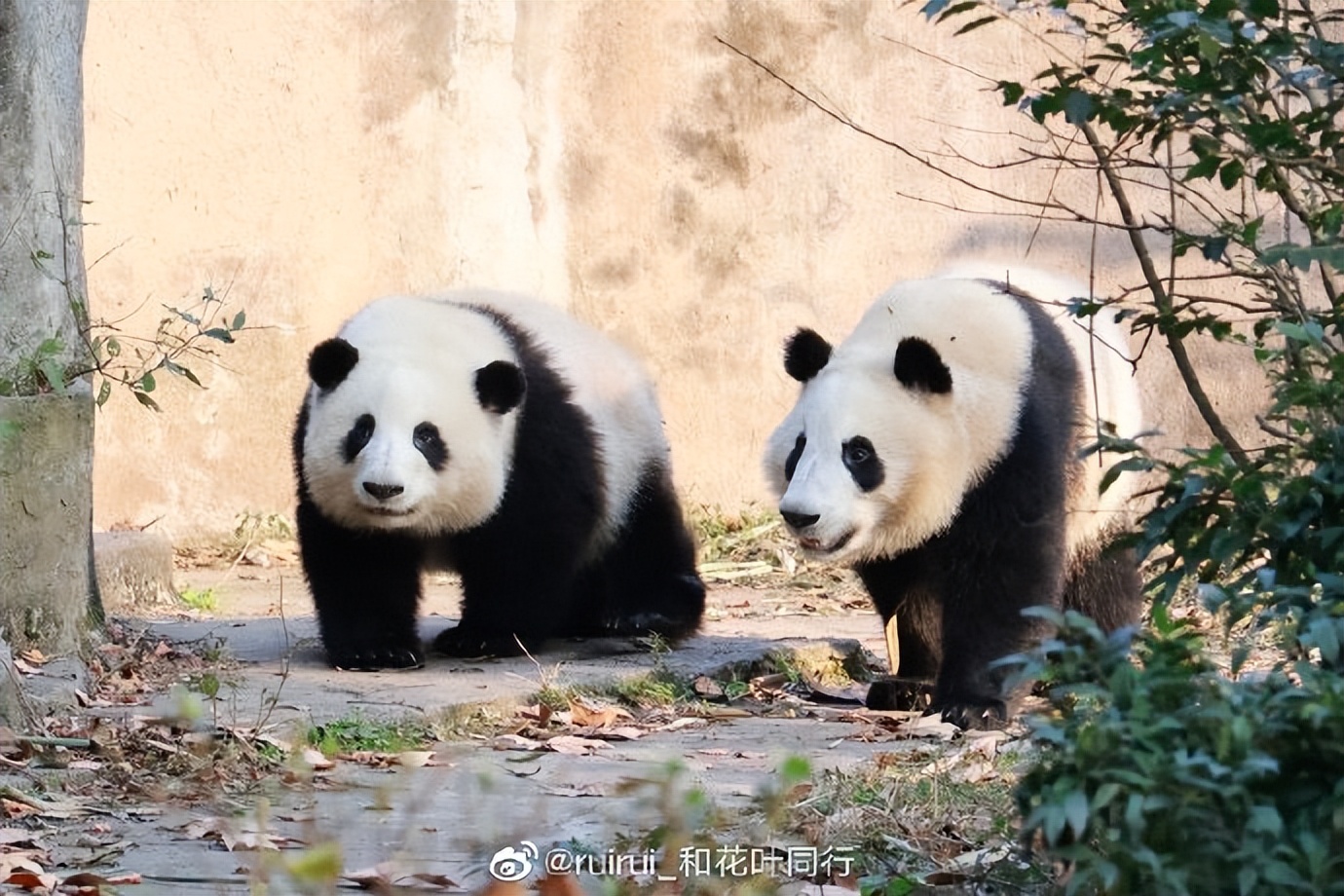 花花：接住谭爷爷给的小苹果，仿佛接住了整个世界。