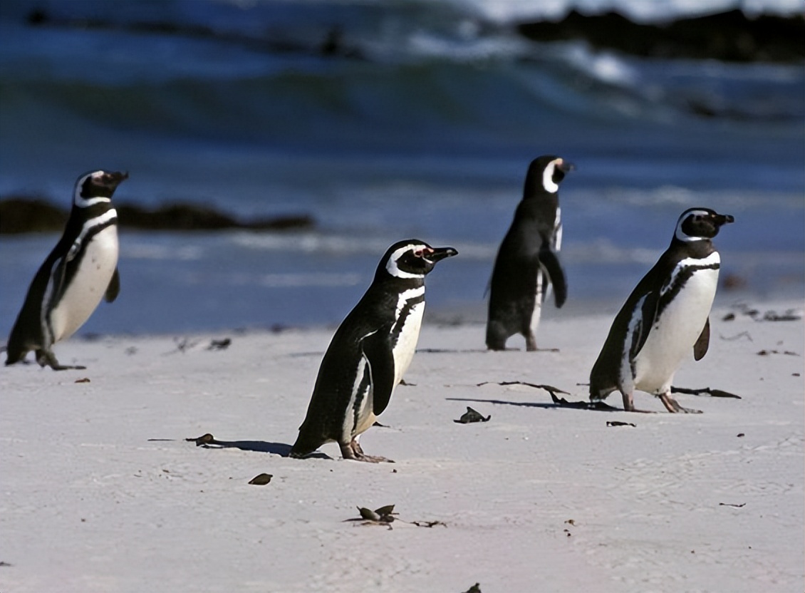 你不知道的新西兰冷知识,新西兰生活冷知识讲解视频