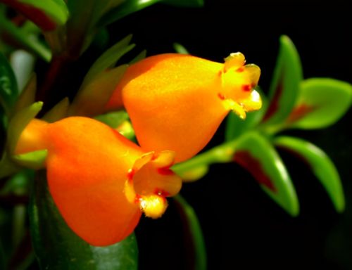 金鱼吊兰最好看,金鱼吊兰开花前后图片