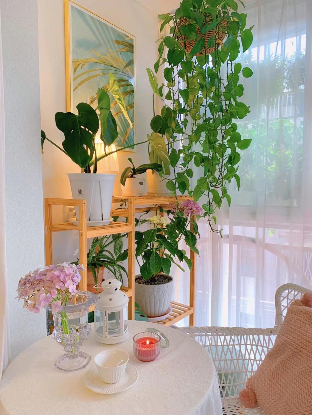 发现深圳一女孩，家里被鲜花和绿植包围，温柔又浪漫，太治愈