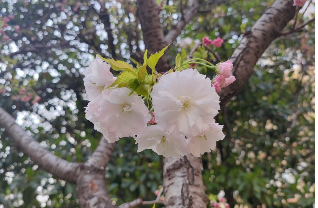 鐩哥害鍐滃ぇ,鐩歌仛浜戠鐩哥害鍐滃ぇ