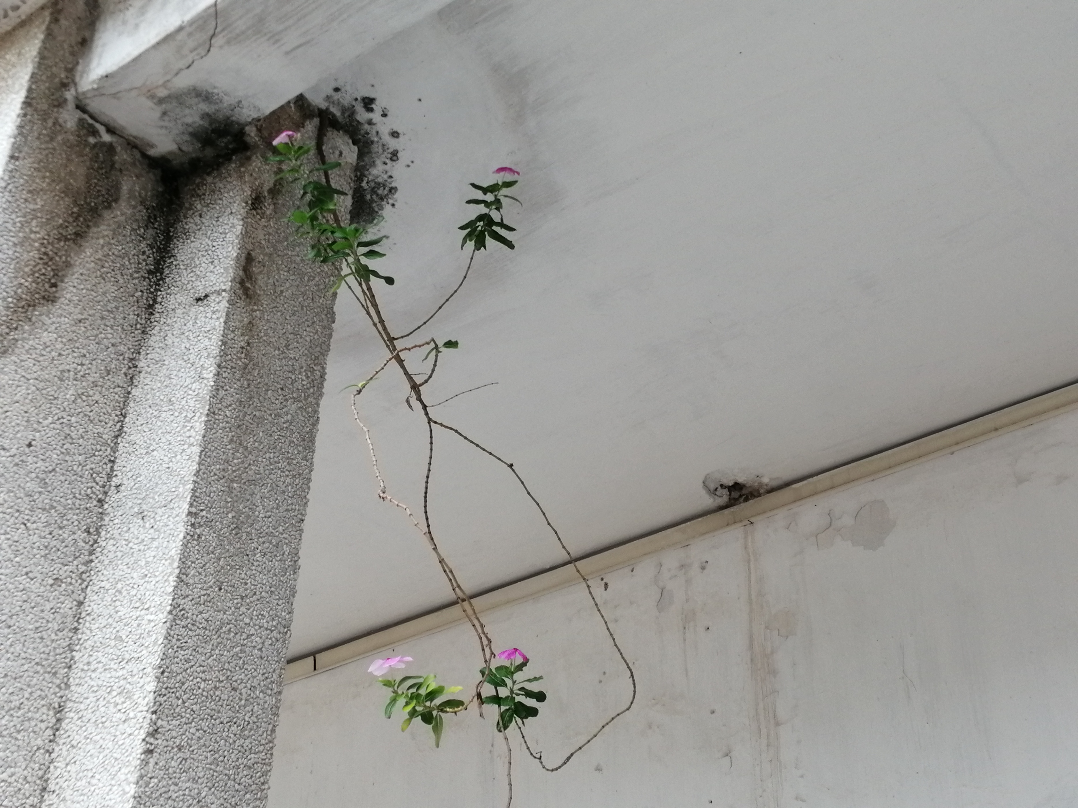 猪坚强能有多坚强,猪坚强我们凭什么不坚强