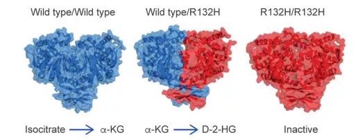 idh突变的星形胶质瘤预后,胶质瘤idh1突变和idh2不突变