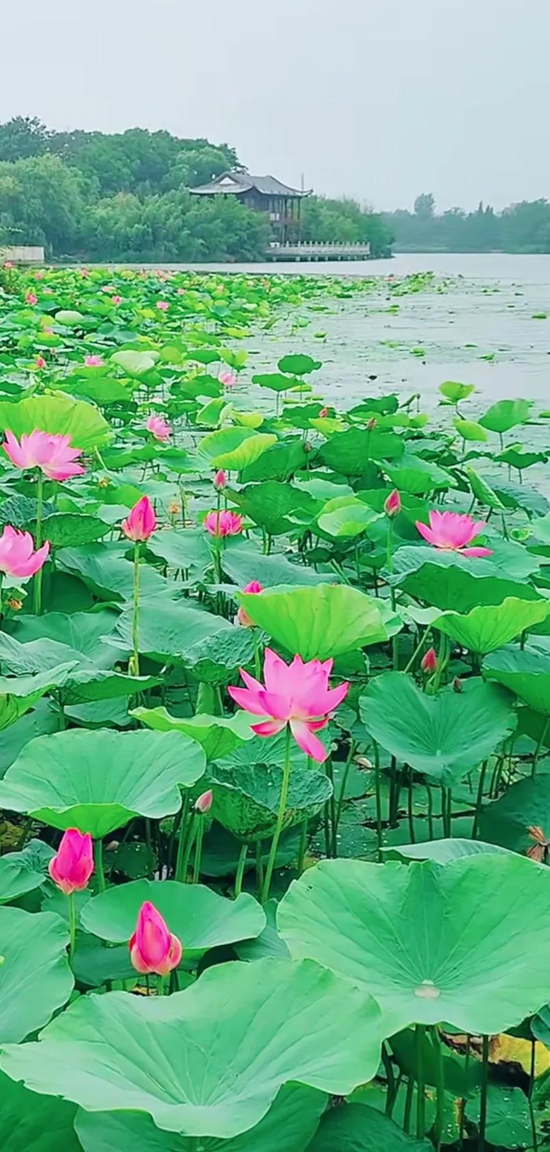 一朵含苞待放的荷花图片图文,一望无际的荷花荷叶图片