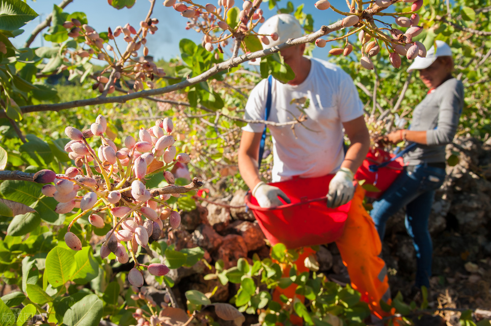 开心果是什么树果实为什么这么贵,开心果是啥树的种子有什么营养