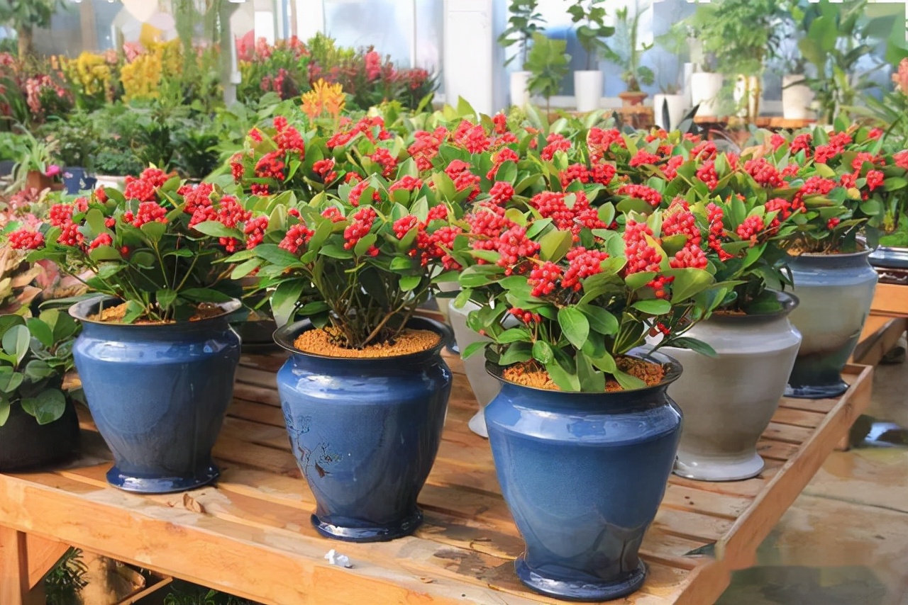 昂贵花卉100种,十种最贵的花