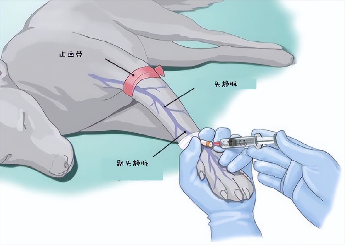 小动物的手术麻醉,小动物注射麻醉常用药