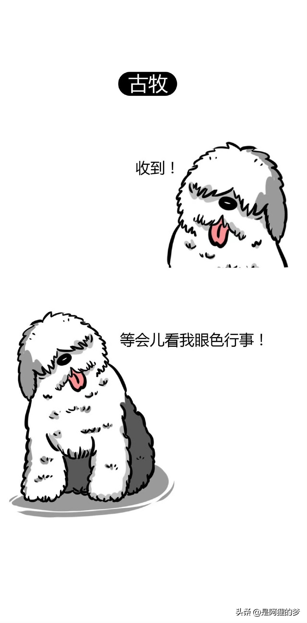 土狗这么聪明为什么不能当警犬,狗狗界最聪明的狗