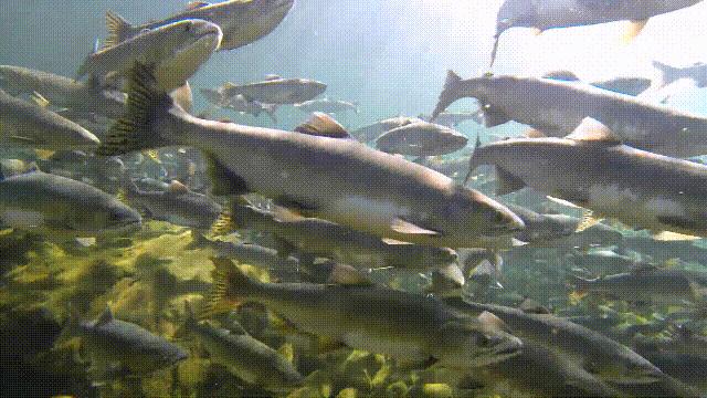 国内的假三文鱼是什么鱼,哪种才是真正的三文鱼