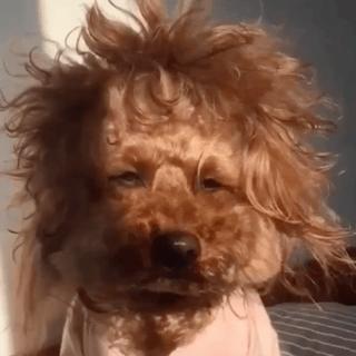 谁懂啊！回南天的养狗人家，惨过住鸡圈！pang臭！