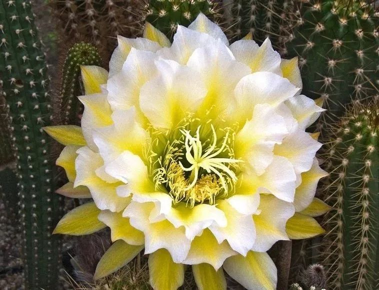 200种·仙人球开花图鉴，大开眼界，美到爆