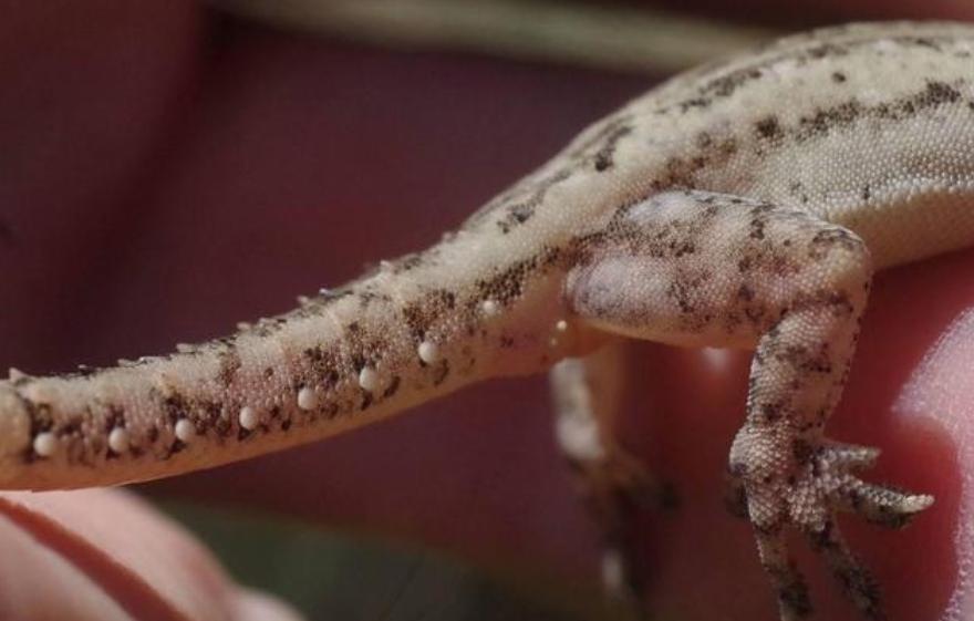 人畜无害的壁虎为何位居五毒之一,壁虎有人性吗